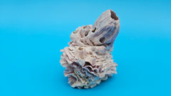 Natural barnacle bloom on jewel box shell specimen