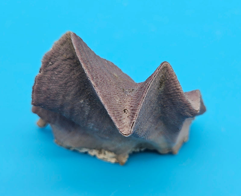 Small Lopha cristagalli oyster showing sculpted folds and soft cream tones