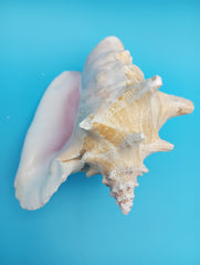Side view of pierced Queen Conch shell showing spiral formation
