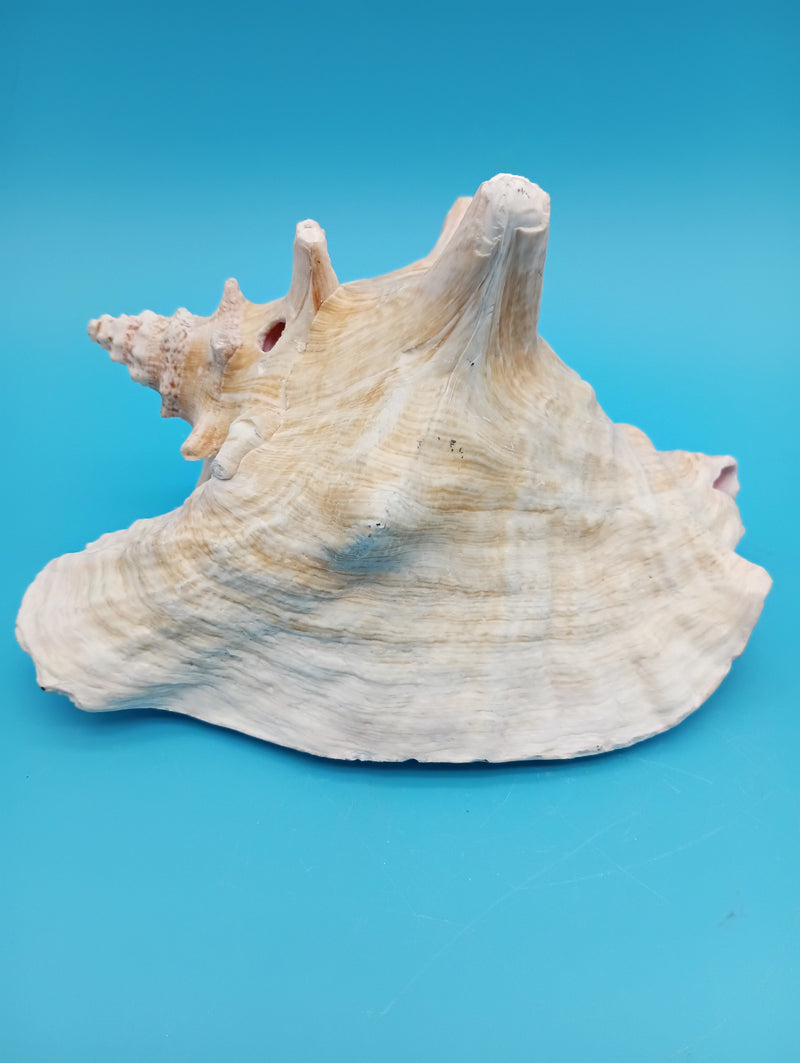 6.6" pierced Queen Conch display shell for coastal home decor - natural Caribbean specimen