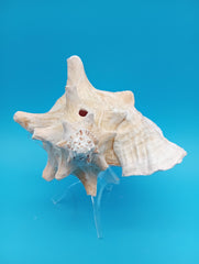 Pierced Conch shell decor piece for tropical coastal styling