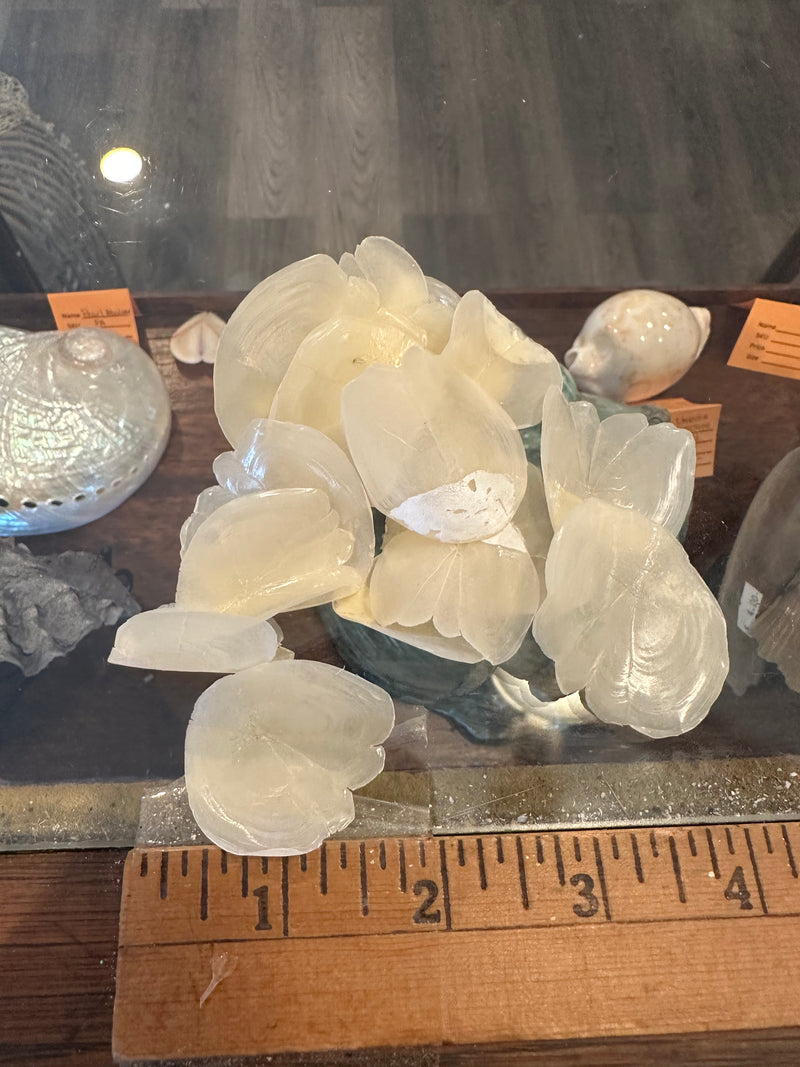 Pile of tarpon fish scales – bulk natural scales for resin and jewelry crafts
