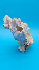 Natural barnacle bloom with scallop shell for ocean décor