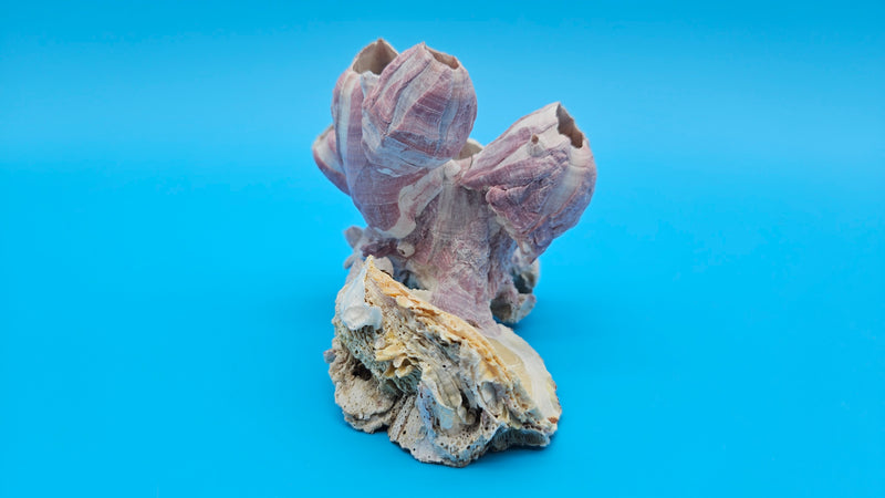 Pink barnacle bloom on scallop shell display piece