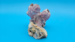 Pink barnacle bloom on scallop shell display piece