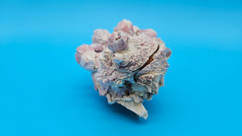 Pink barnacle cluster with open Jewel Box clam shell for display