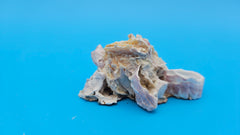 Barnacle cluster and Jewel Box shell specimen for shell collectors