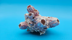 Unique barnacle and Jewel Box shell specimen for coastal home styling