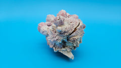 Pink barnacle cluster with open Jewel Box clam shell for display