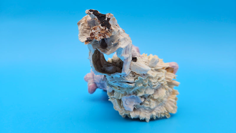 Pink barnacle with Jewel Box clam shell – display-ready coastal home accent
