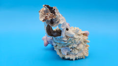 Pink barnacle with Jewel Box clam shell – display-ready coastal home accent