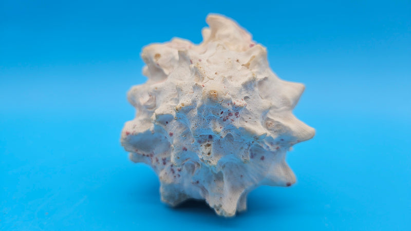 Natural pink murex seashell showing soft blush interior and detailed ridges