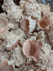 Pile of Pink Murex shells featuring their pink inside and spikey white exterior.