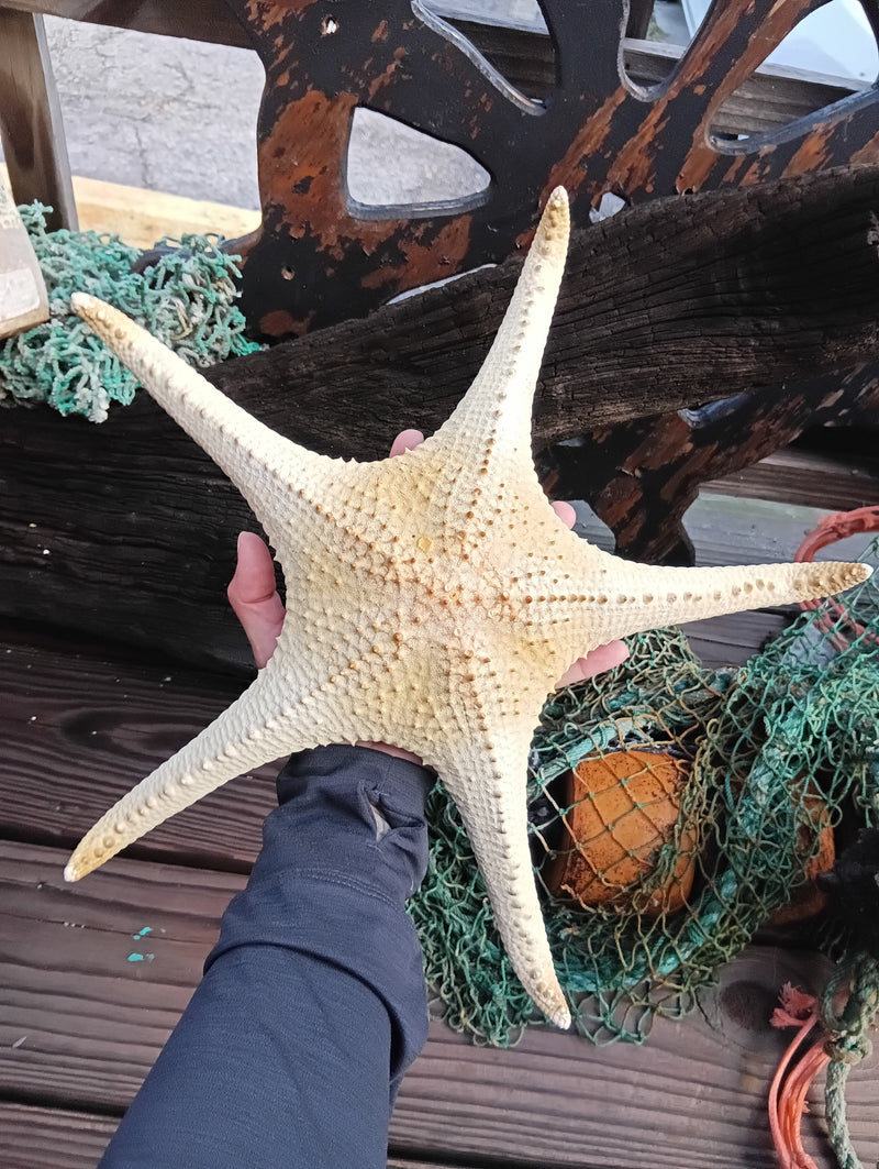 Pink Tip Starfish measuring 14.5 inches – natural sea star for coastal decor