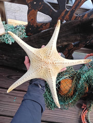 Pink Tip Starfish measuring 14.5 inches – natural sea star for coastal decor