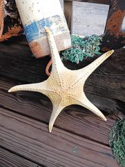 Overhead view of large pink tip sea star – authentic marine specimen