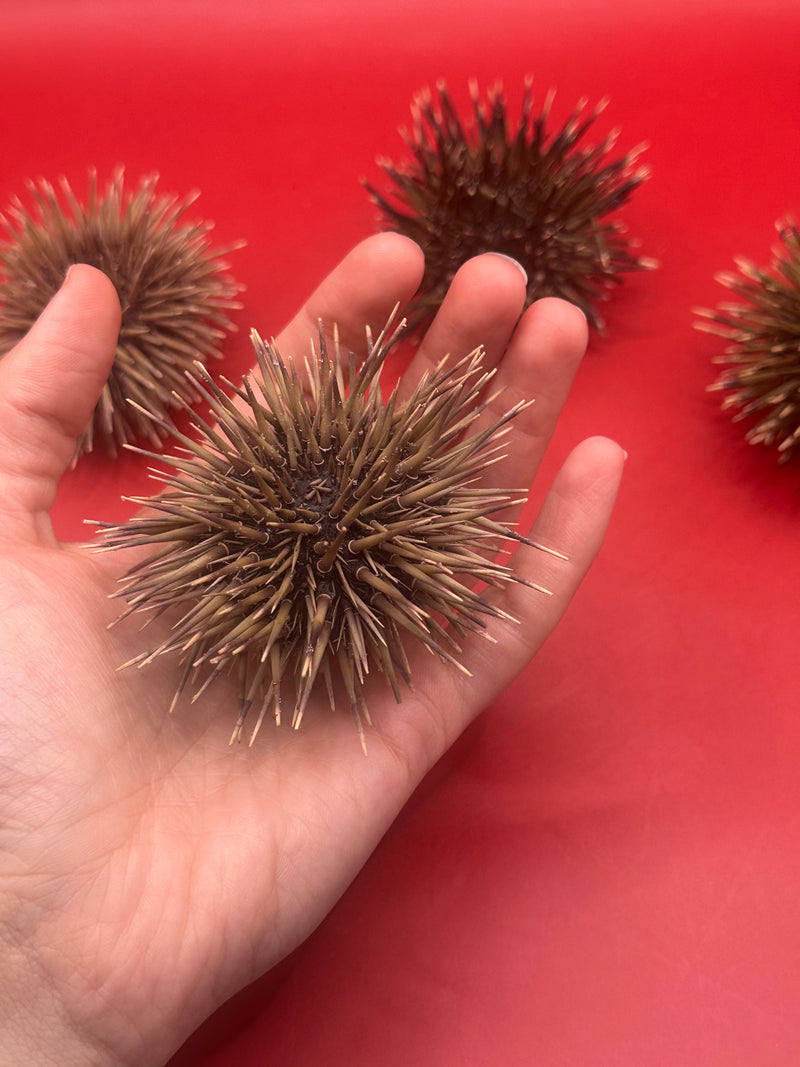 Pink Urchin (Echinometra mathaei) with spines held in hand, approx. 3"+