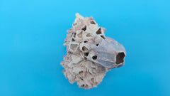 Pink Barnacle and Jewel Box Shell Display Piece