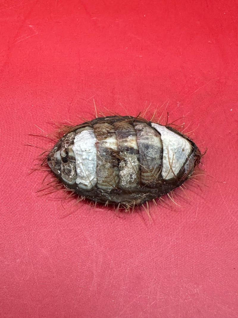 Small Plaxiphora aurata chiton specimen – preserved shell from Argentina