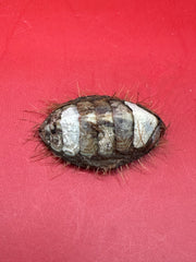 Small Plaxiphora aurata chiton specimen – preserved shell from Argentina