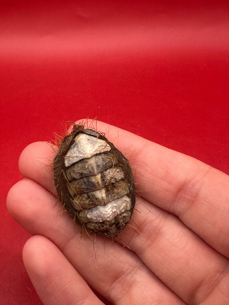 Preserved Plaxiphora aurata chiton specimen – documented display shell from Argentina