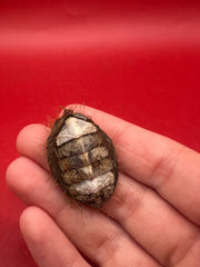 Preserved Plaxiphora aurata chiton specimen – documented display shell from Argentina