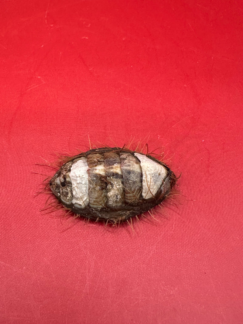 Top plate view of preserved Plaxiphora aurata chiton specimen from Patagonia