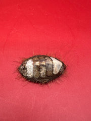 Top plate view of preserved Plaxiphora aurata chiton specimen from Patagonia