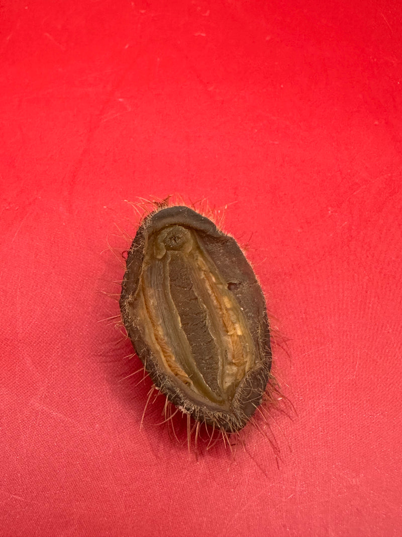 Underside view of preserved Plaxiphora aurata chiton – Argentina specimen