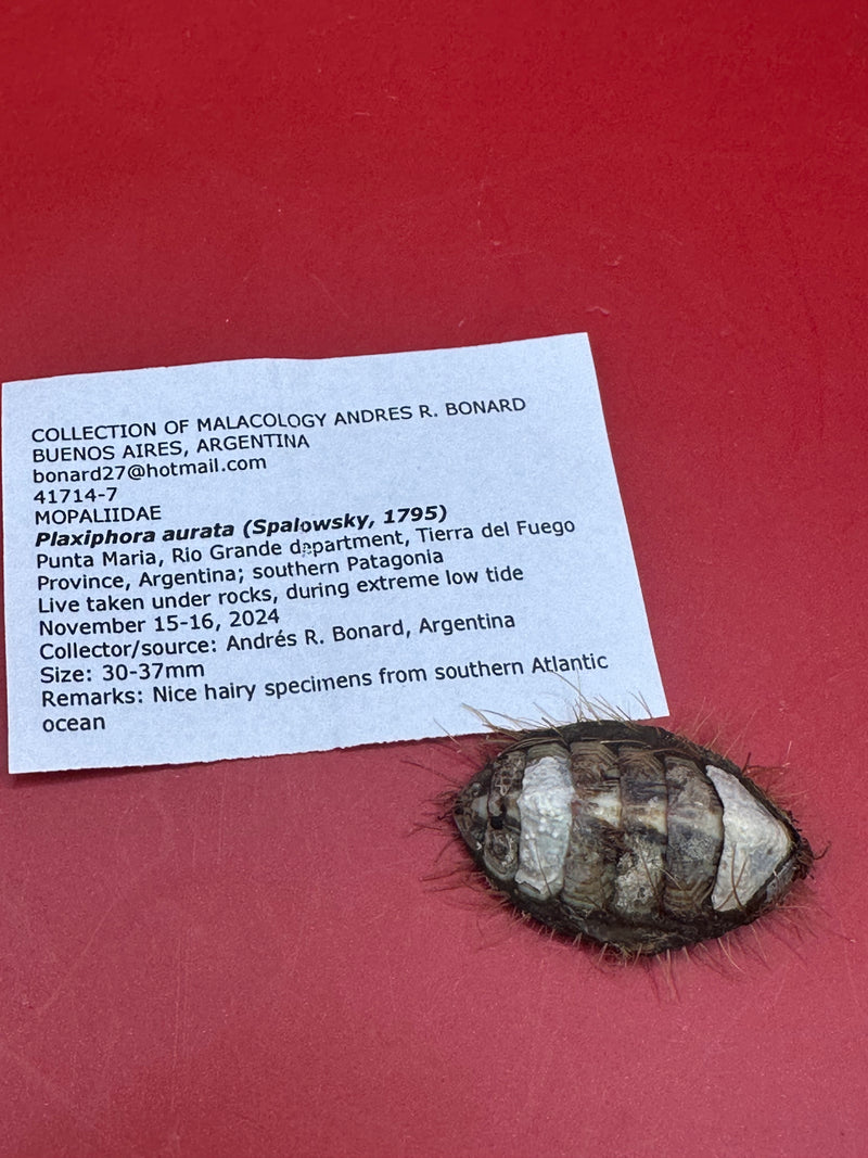 Documented Plaxiphora aurata chiton specimen – collected in Tierra del Fuego, Argentina
