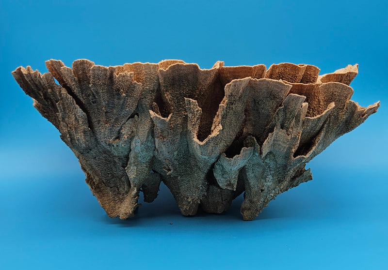 Vintage brown coral specimen for elegant beach house styling