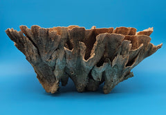 Vintage brown coral specimen for elegant beach house styling