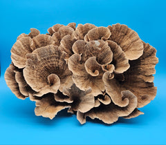 Large vintage coral decor specimen perfect for ocean-themed spaces