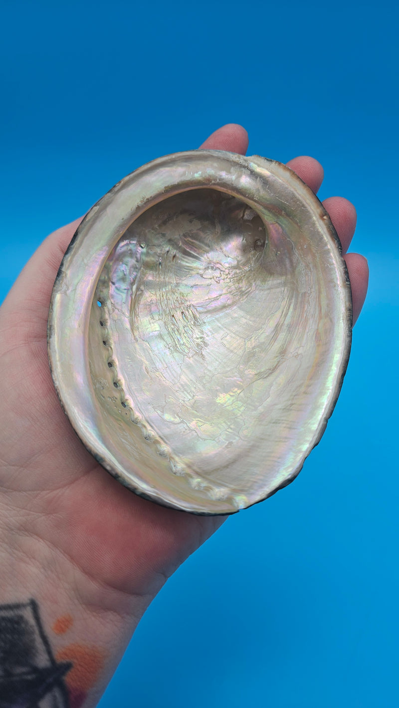 Polished abalone shell interior - ocean tone nacre display shell