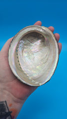 Polished abalone shell interior - ocean tone nacre display shell