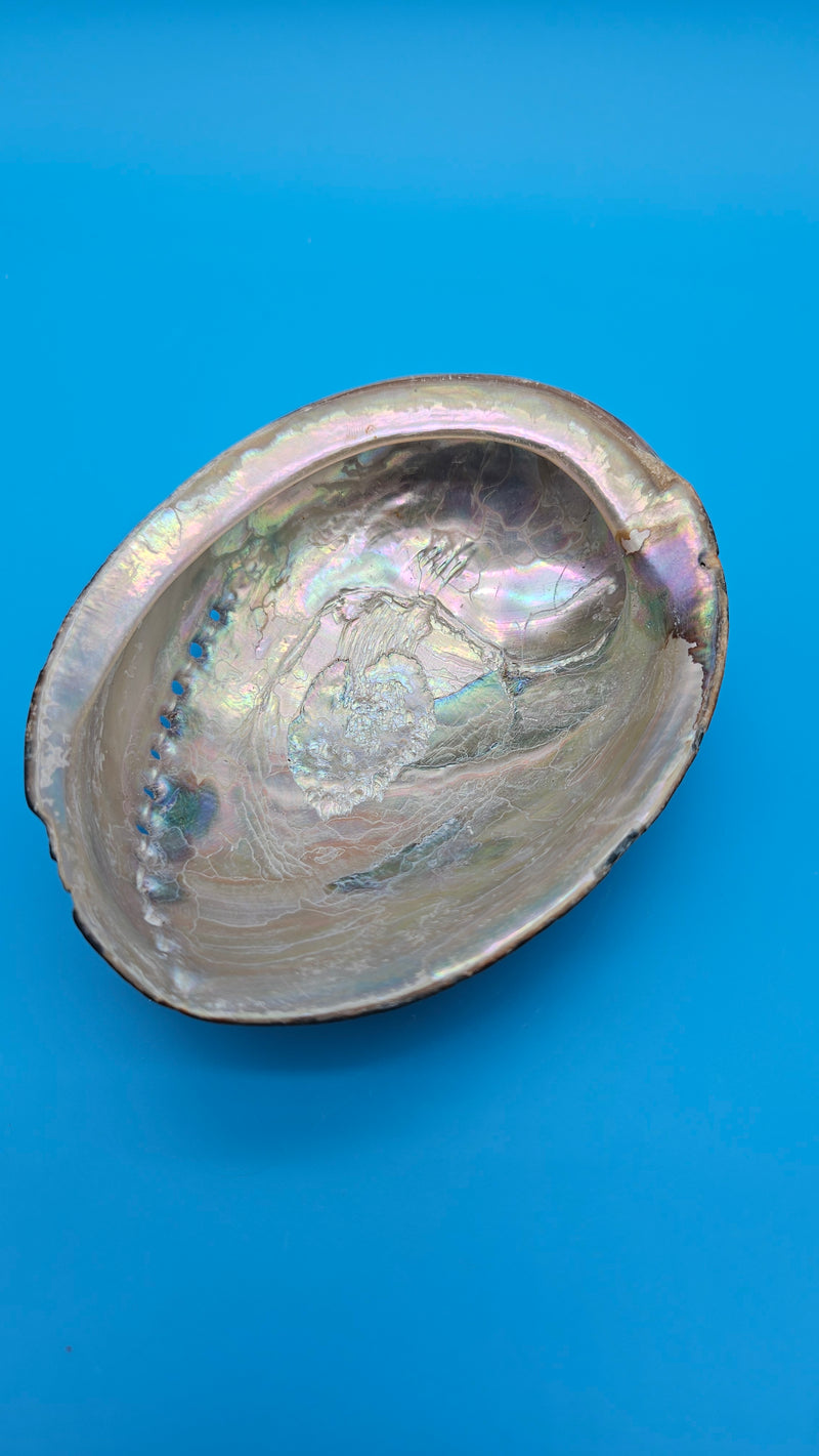 Genuine black abalone display shell - luminous marine accent
