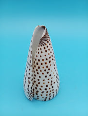 Polished Alphabet Cone shell showing interior opening – 4 inch coastal display shell