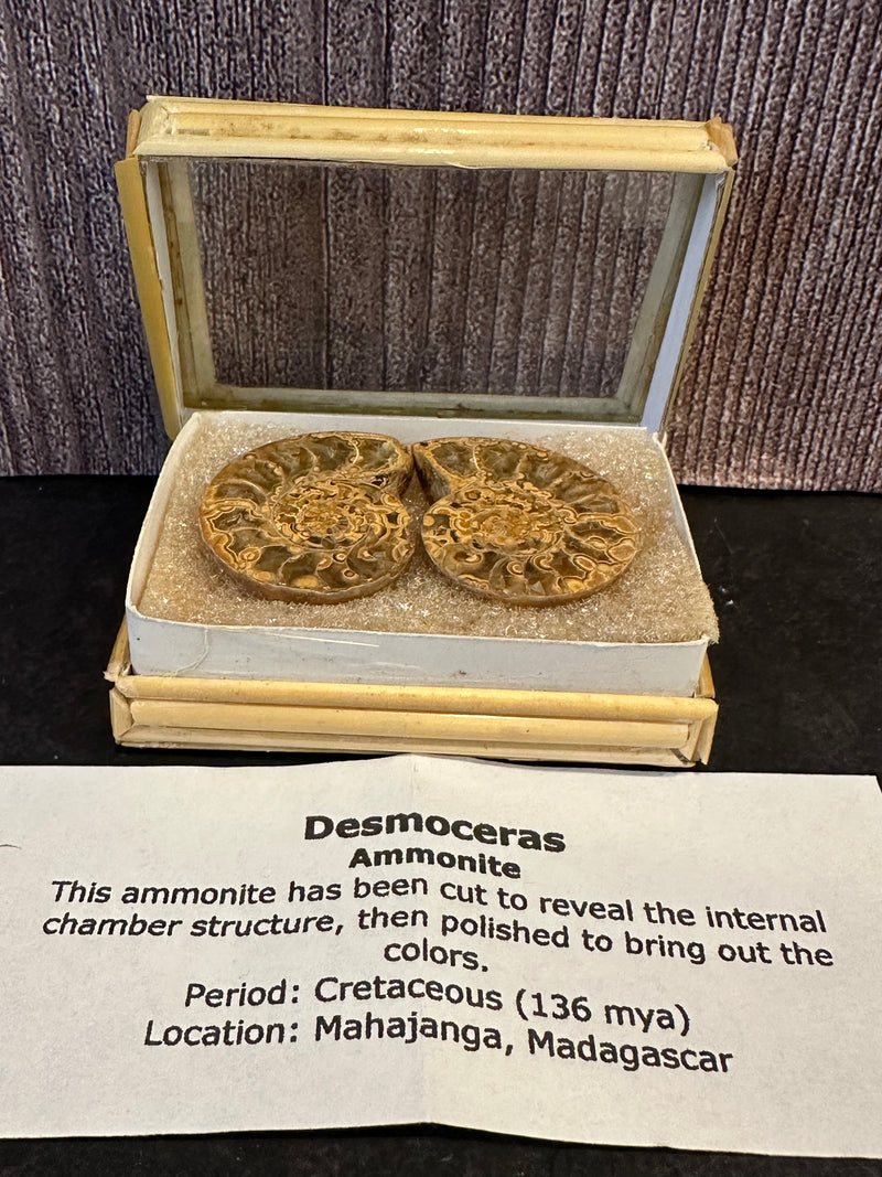 Polished Desmoceras Ammonite Fossil with intricate internal chambers, from Madagascar, dating back to the Cretaceous Period.