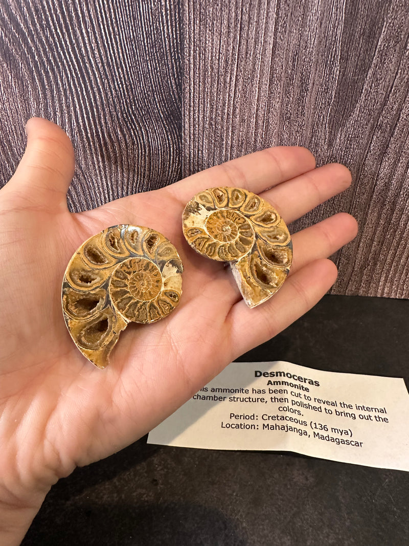 Polished Desmoceras Ammonite Fossil with intricate internal chambers, from Madagascar, dating back to the Cretaceous Period.