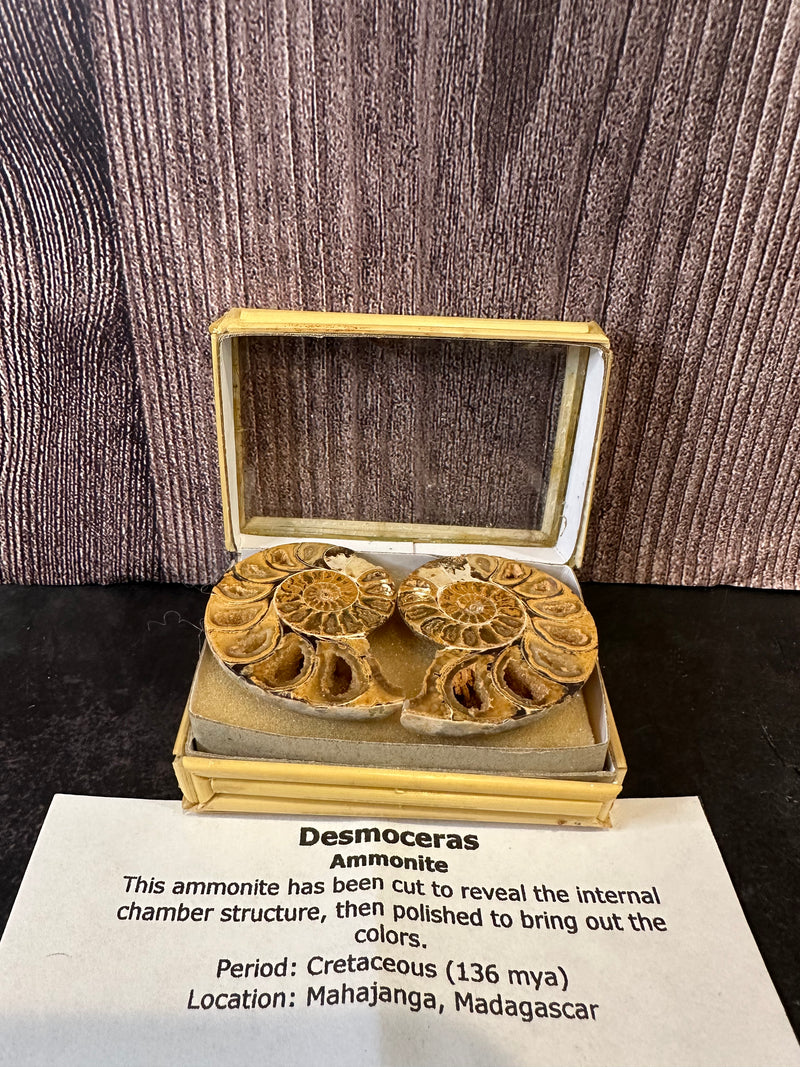 Polished Desmoceras Ammonite Fossil with intricate internal chambers, from Madagascar, dating back to the Cretaceous Period.