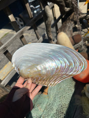 Polished Asian Golden Clam half 10–11