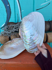 Polished Asian Golden Clam half shell 10–11