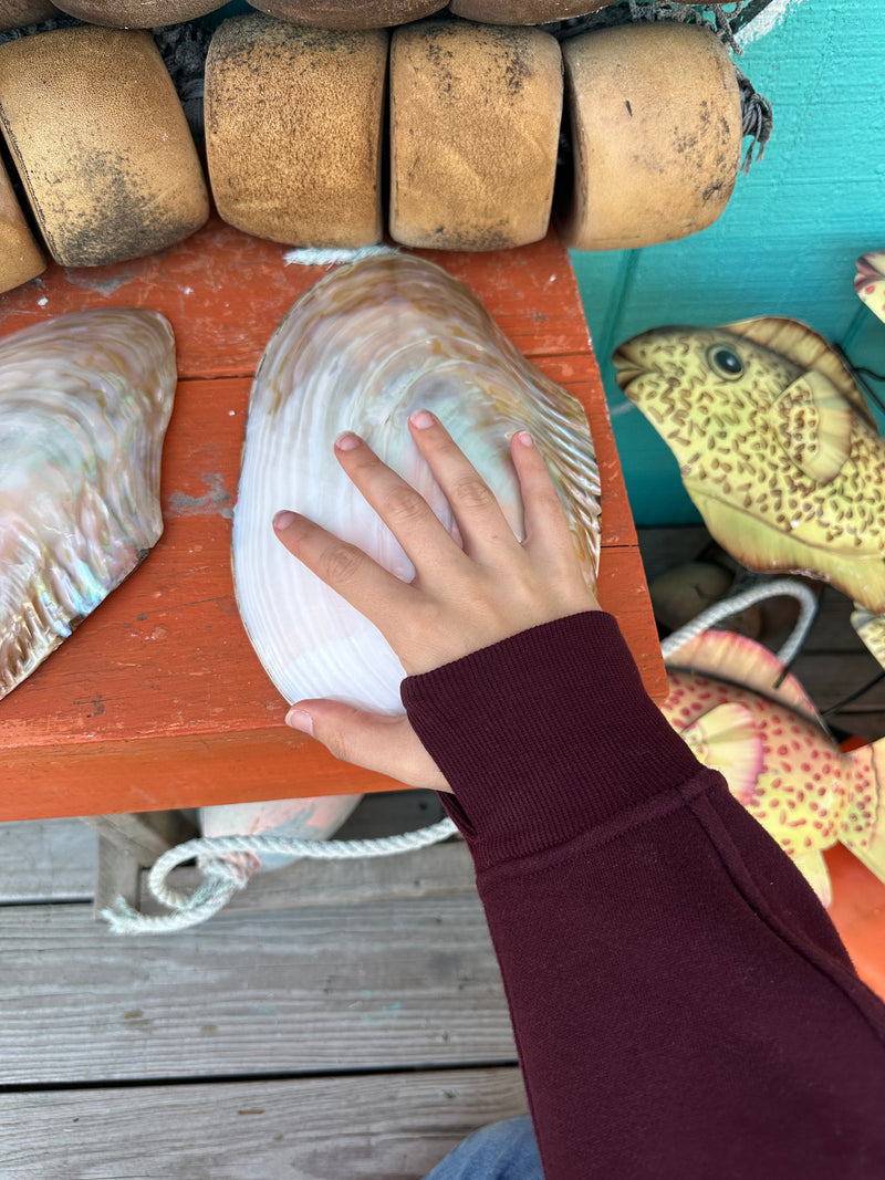 Polished Asian Golden Clam half shell 10–11" – hand-held display