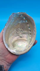 Iridescent abalone interior - pearl shimmer display shell