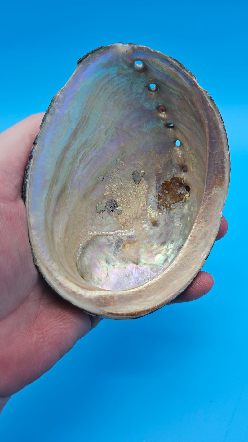 Natural Pacific abalone display shell - rugged and polished finish