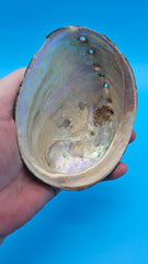 Natural Pacific abalone display shell - rugged and polished finish