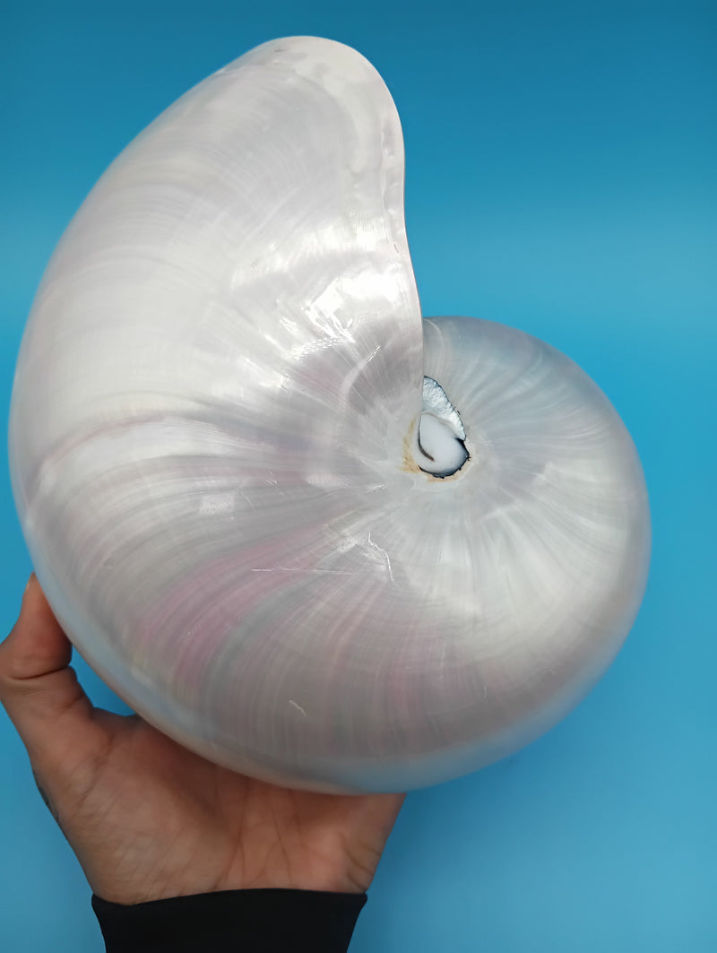 Large polished Pearl Nautilus 7.9" held in hand – natural coastal shell