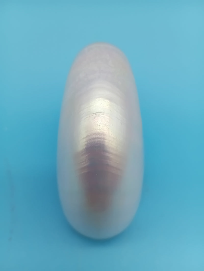 Small polished Pearl Nautilus shell for display – 2.9"