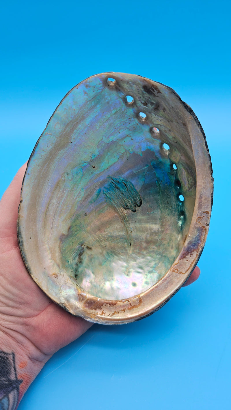 Authentic Pacific abalone - glossy interior display collectible