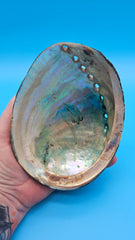 Authentic Pacific abalone - glossy interior display collectible